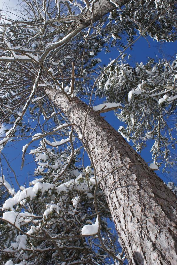 Top Of Algonquin Bed And Breakfast Mattawa 외부 사진